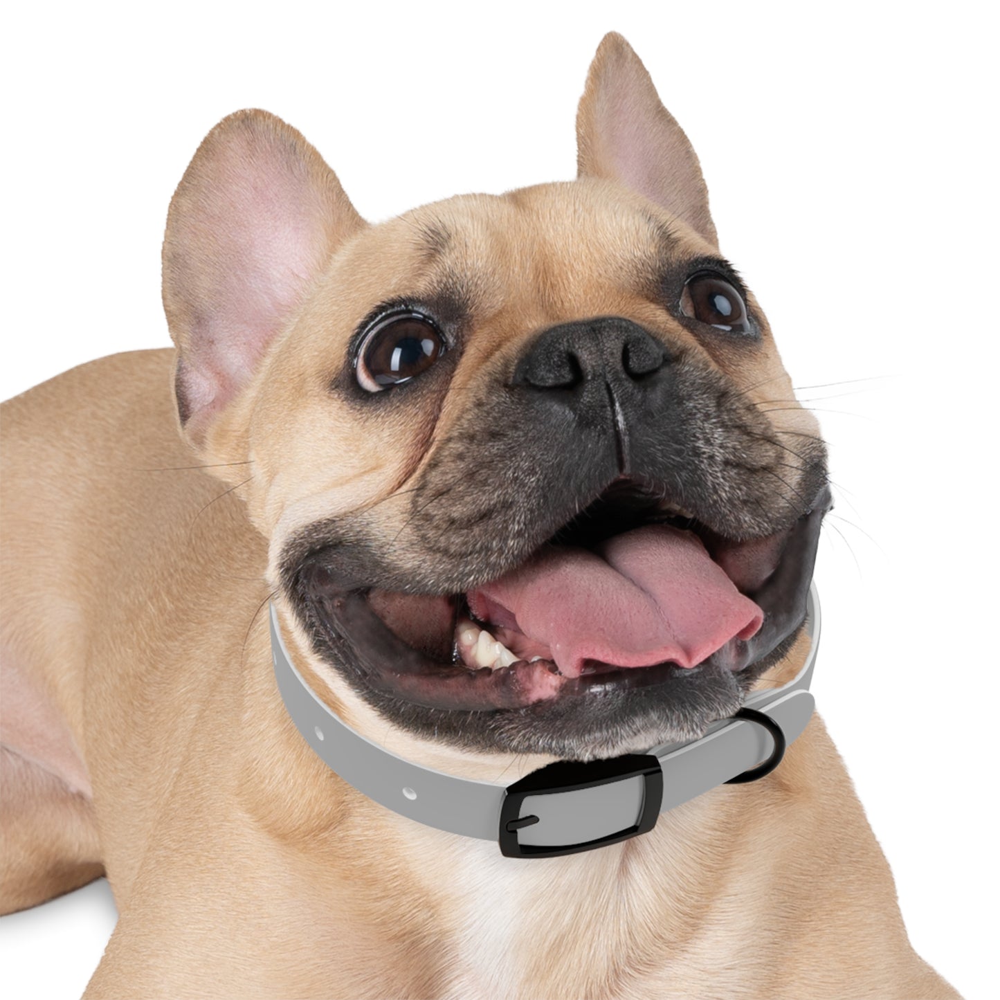Astra Fauna Dog Collar