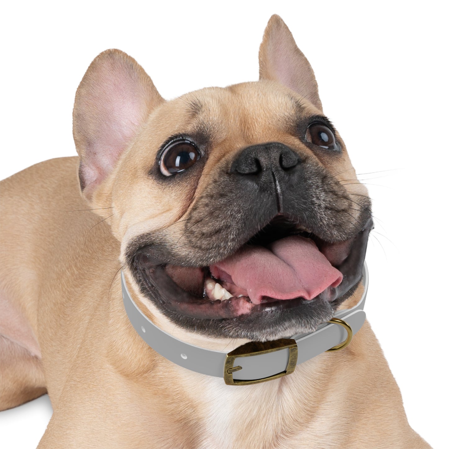 Astra Fauna Dog Collar