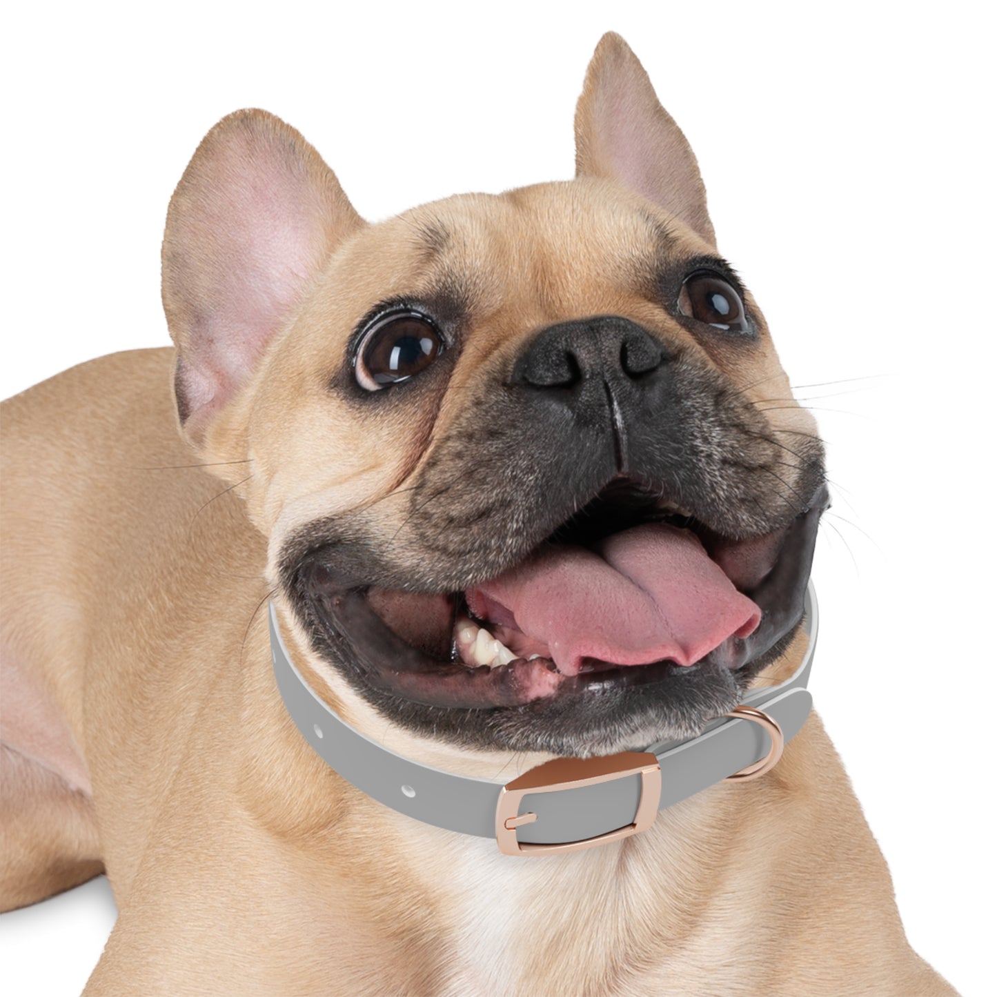 Astra Fauna Dog Collar