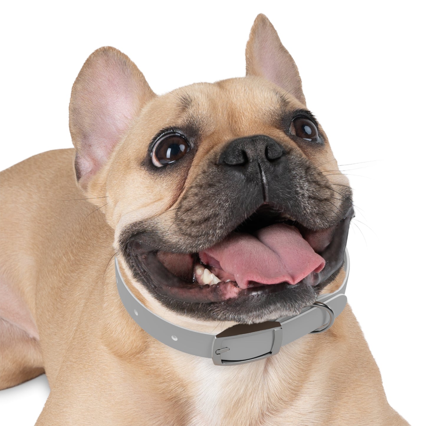 Astra Fauna Dog Collar